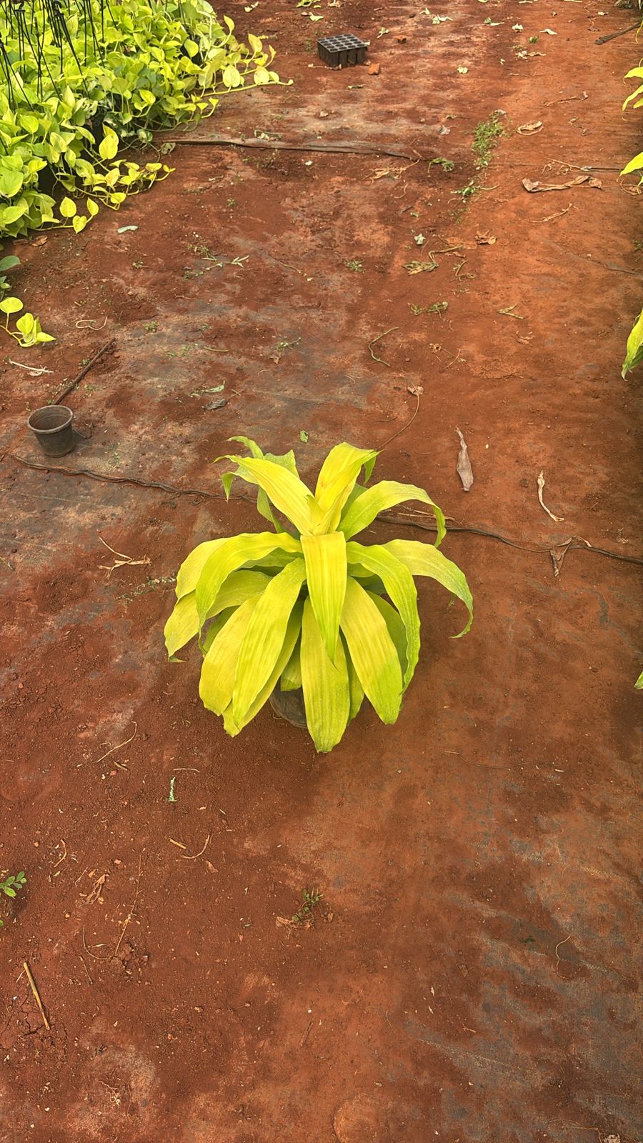 Saini Nursery photo 26