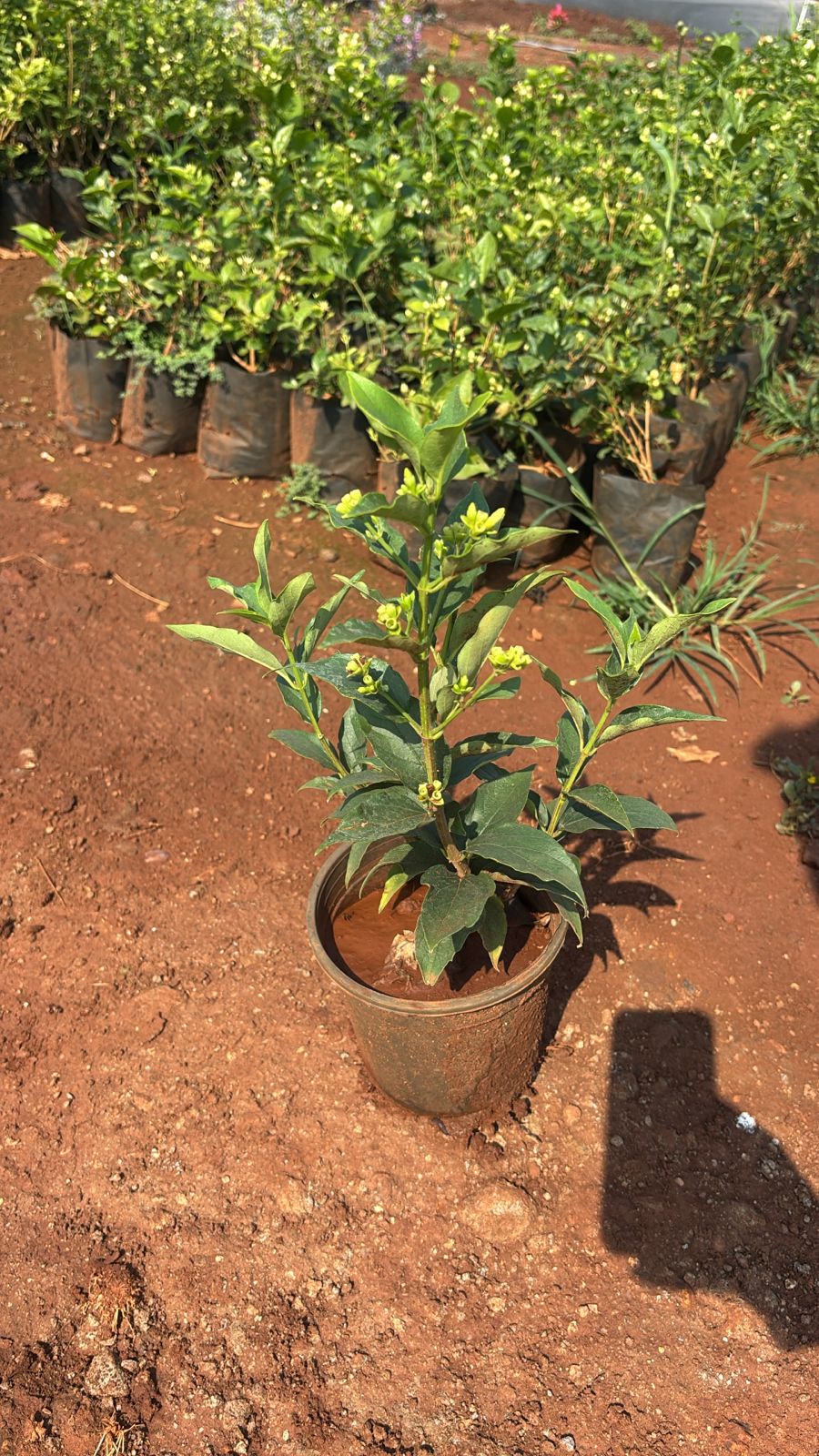 Saini Nursery photo 27