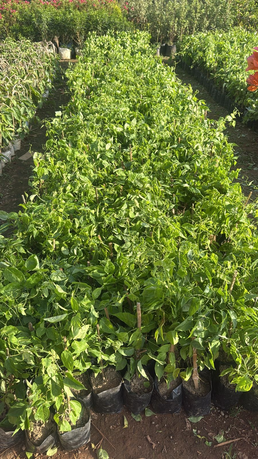 Saini Nursery photo 30