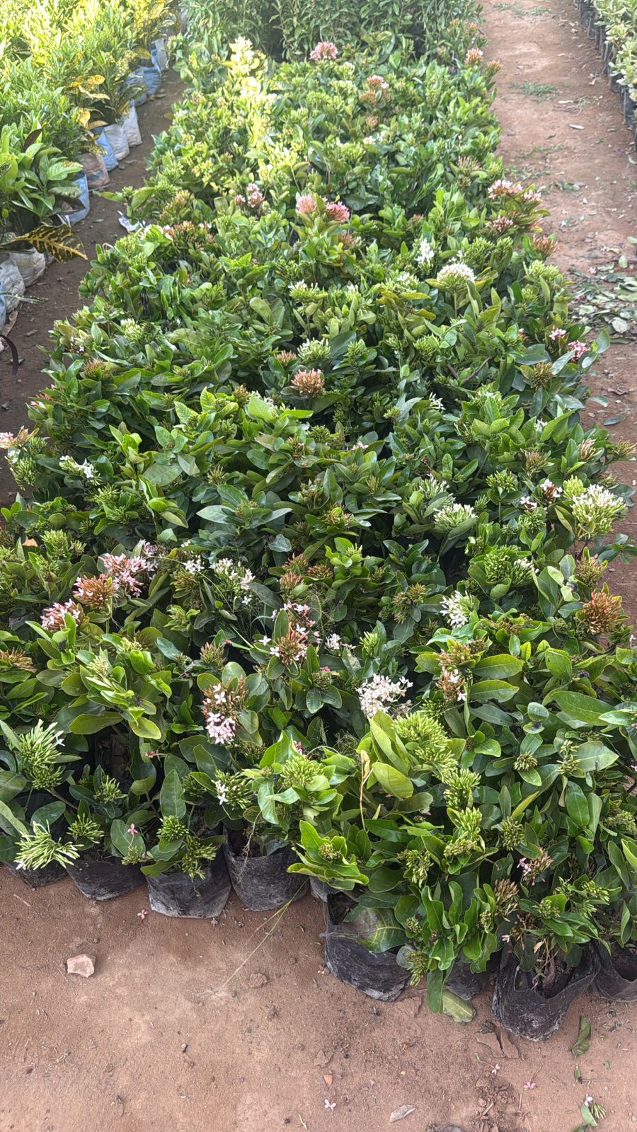 Saini Nursery photo 31