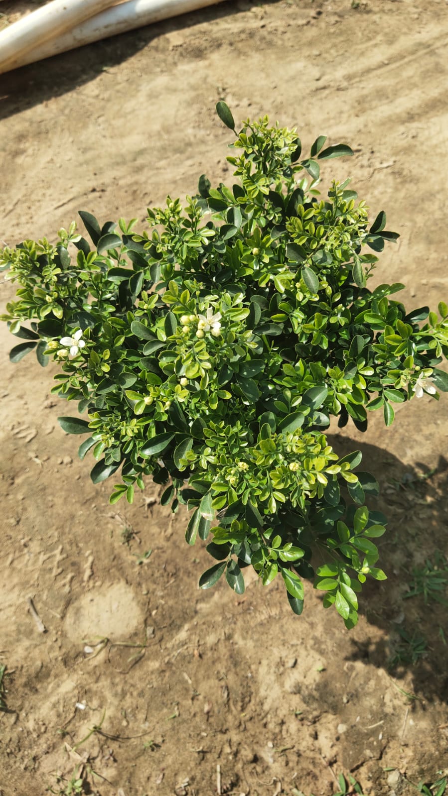 Saini Nursery photo 17