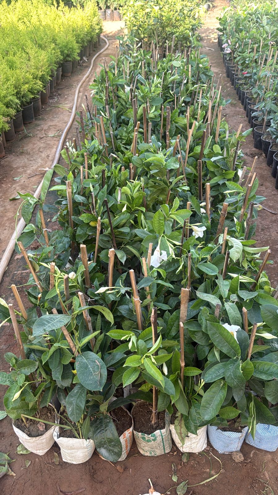 Saini Nursery photo 35