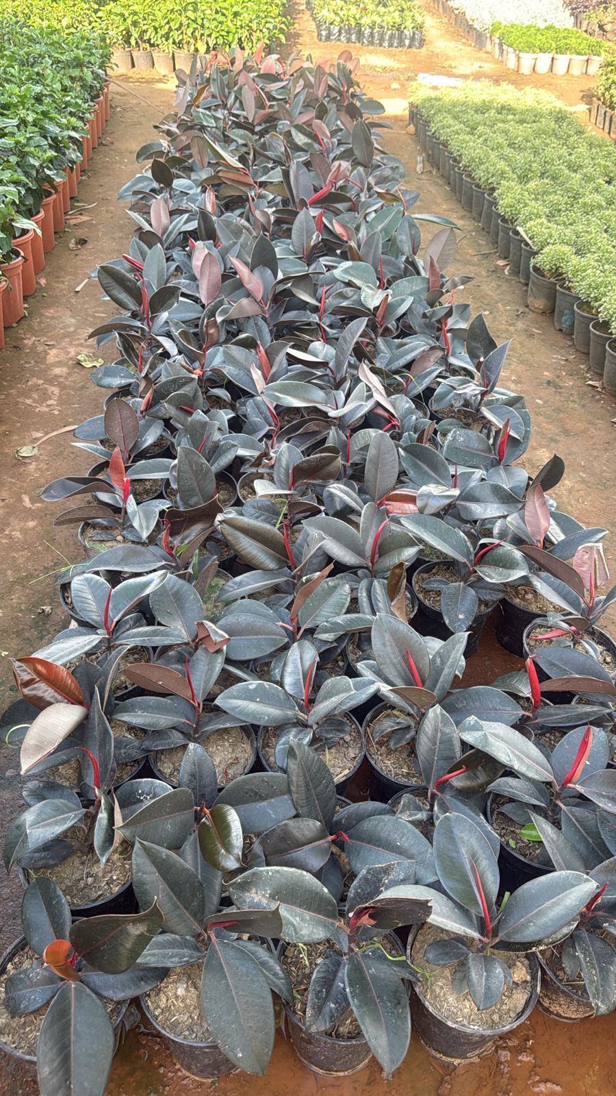 Saini Nursery photo 36