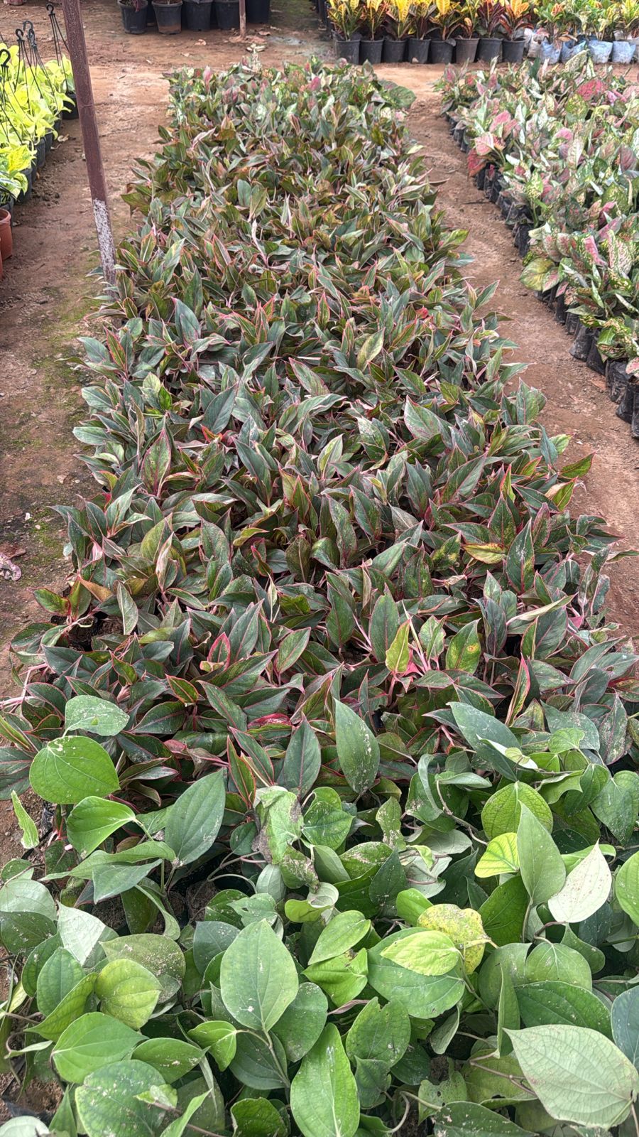 Saini Nursery photo 38