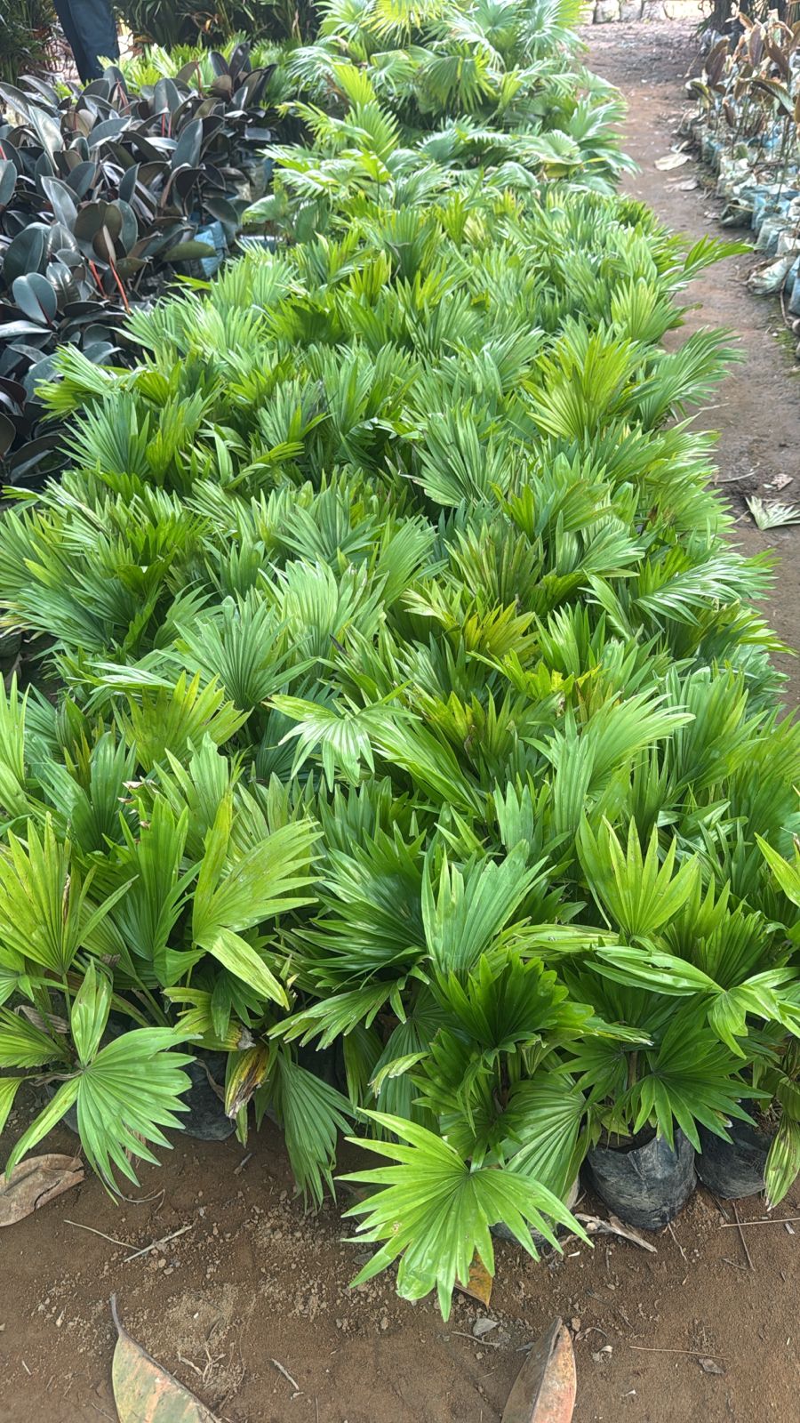 Saini Nursery photo 40
