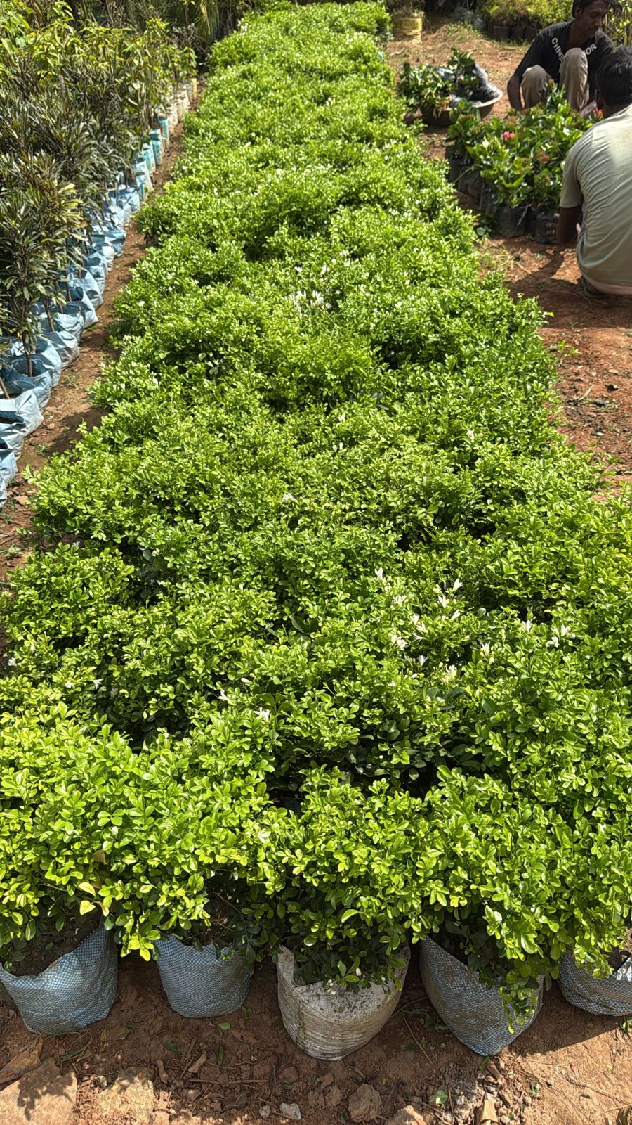 Saini Nursery photo 43