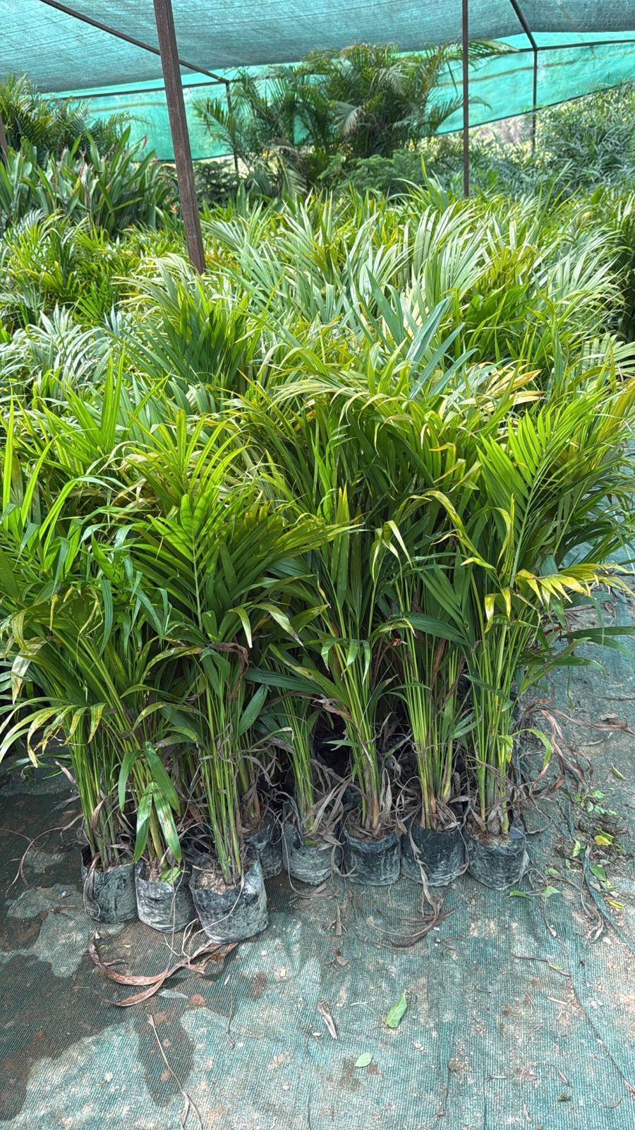 Saini Nursery photo 44