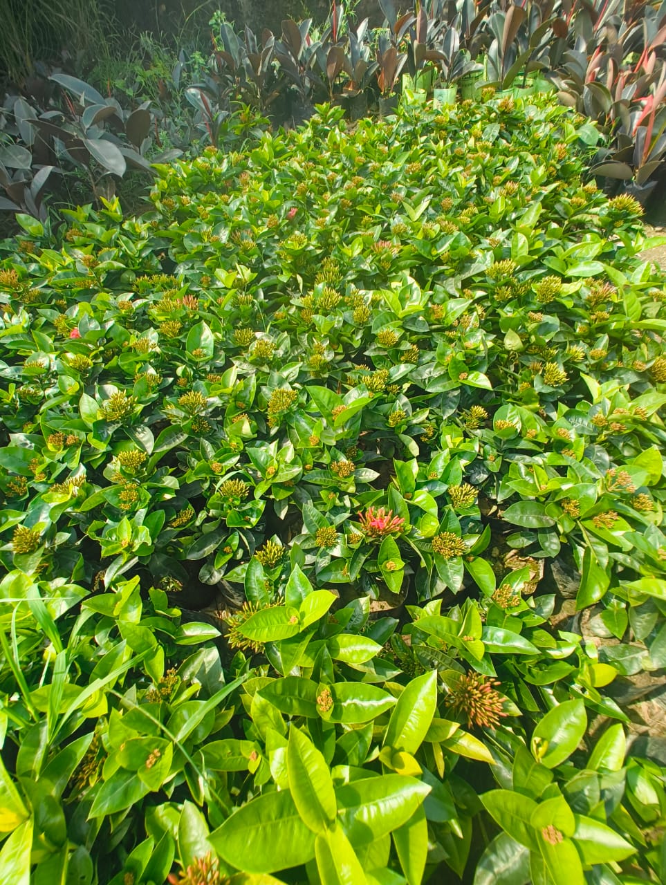 Saini Nursery photo 45