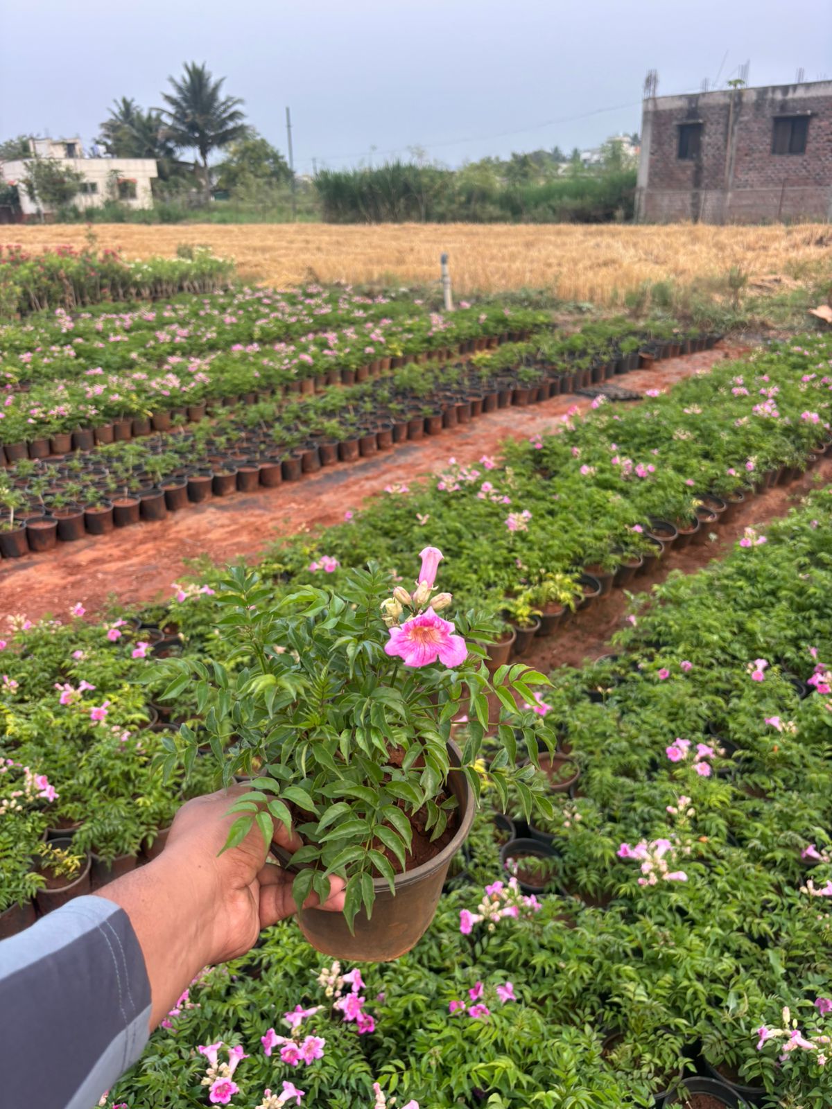 Saini Nursery photo 48