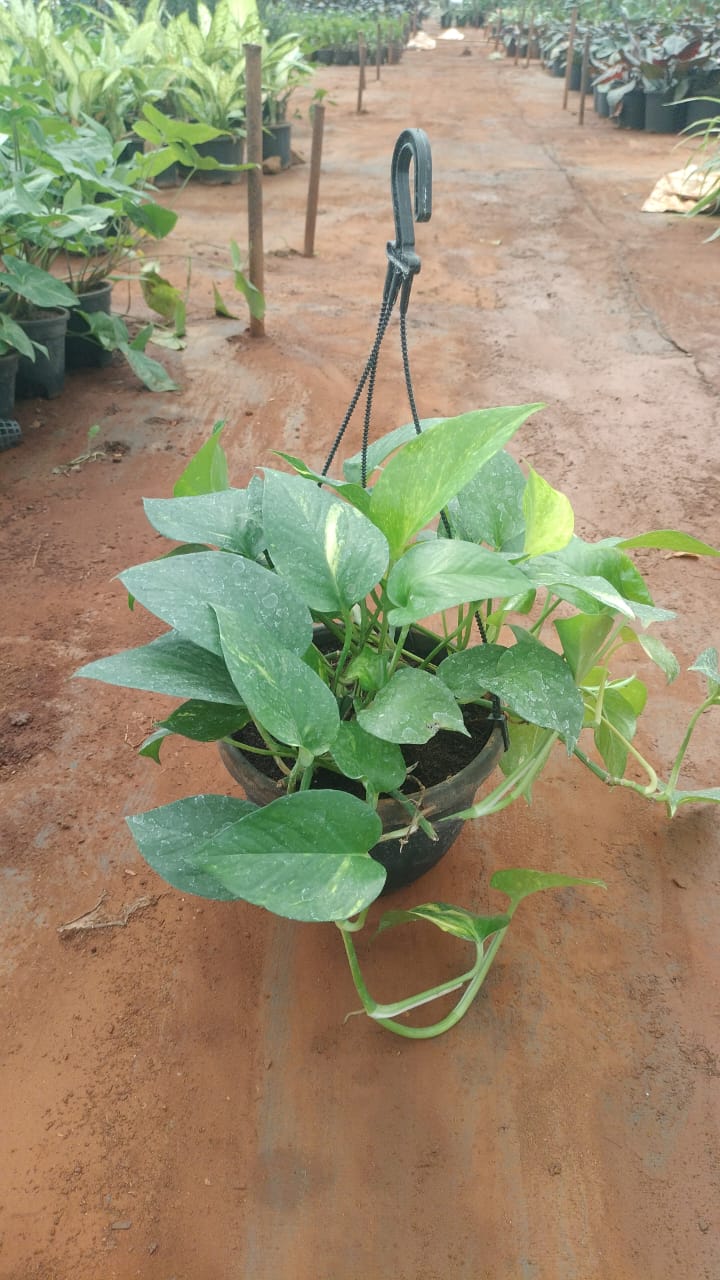 Saini Nursery photo 51