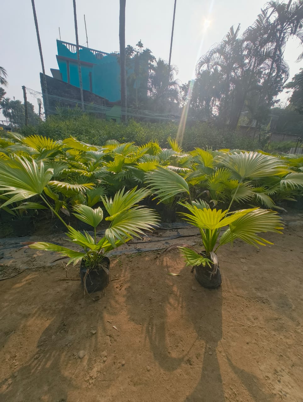 Saini Nursery photo 19