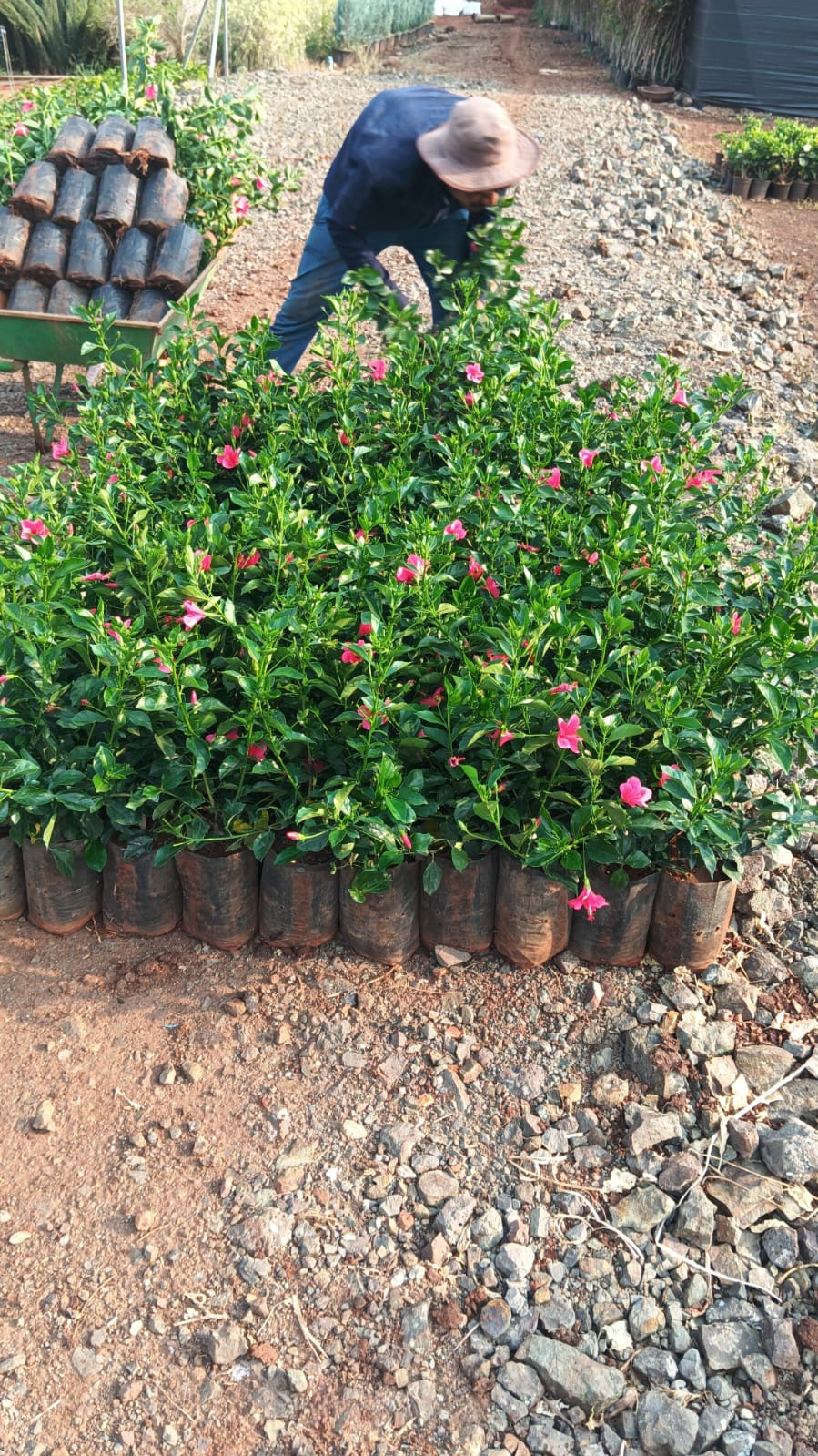 Saini Nursery photo 57