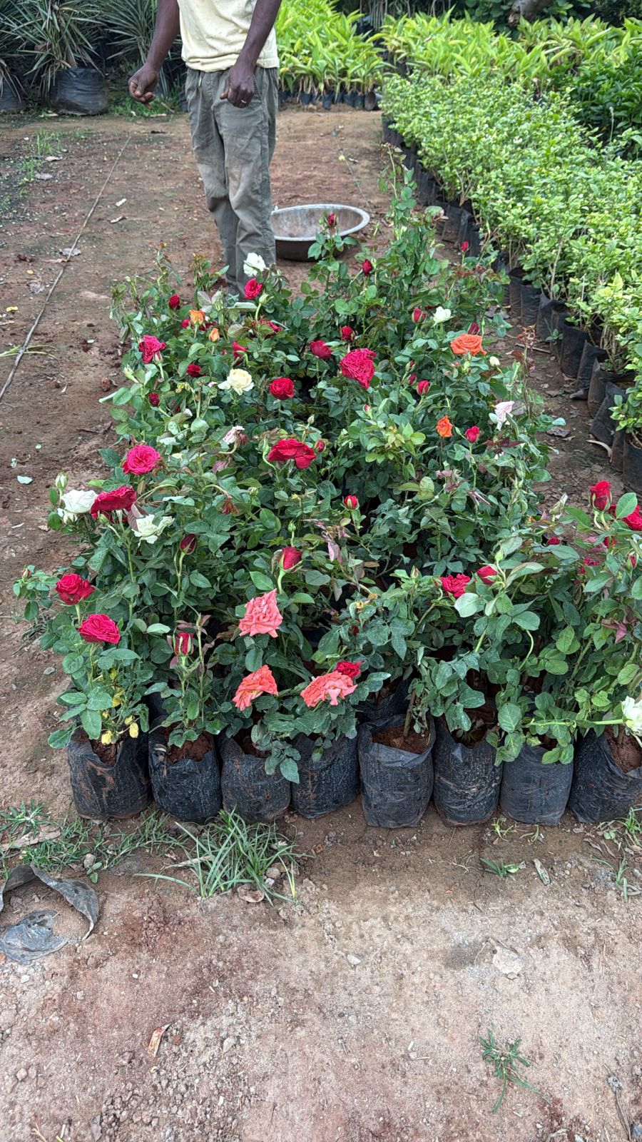 Saini Nursery photo 21