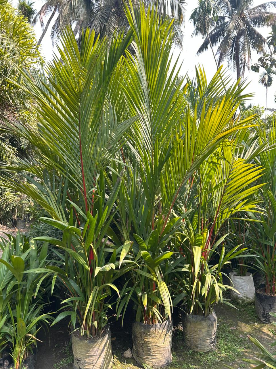 Saini Nursery photo 16